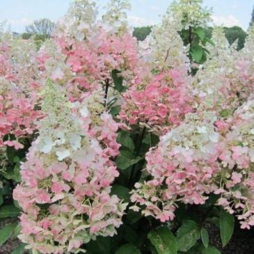 Гортензия метловидная КОНФЕТТИ, P9 / Hydrangea paniculata Confetti, P9 фото 1