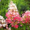 Гортензія мітловидна ПІНКІ ВІНКІ,  P9 / Hydrangea paniculata Pinky Winky,  P9