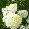 Гортензія мітловидна ТАРДІВА,  P9 / Hydrangea paniculata Tardiva,  P9