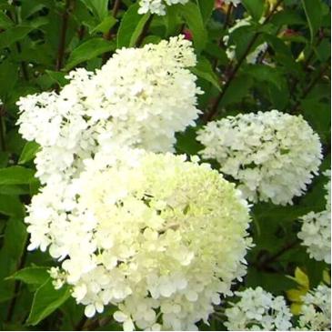 Гортензія мітловидна ТАРДІВА, P9 / Hydrangea paniculata Tardiva, P9 фото 1