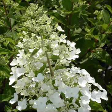 Гортензия метловидная ЮНИК, P9 / Hydrangea paniculata Unique, P9 фото 1