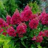 Гортензія мітловидна ВІМС РЕД,  P9 / Hydrangea paniculata Wim's Red,  P9