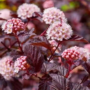 Пузыреплодник калинолистый ЛЕДІ ін РЕД, P9 / Physocarpus opulifolius Lady in Red, P9 фото 1