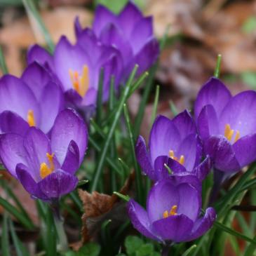 Крокус великоквітковий PURPUREUS GRANDIFLORUS, 8/9, 3 циб. фото 1