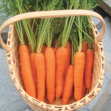 Морковь Болеро F1, 1 г фото 1