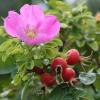 Шипшина зморшкувата ROSA RUGOSA