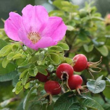 Шипшина зморшкувата ROSA RUGOSA фото 1