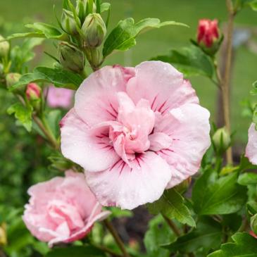 Гибискус сирийский Пинк Шифон / Hibiscus syriacus Pink Chiffon фото 1