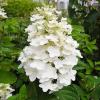 Гортензія волотиста ЮНІК / Hydrangea paniculata Unique