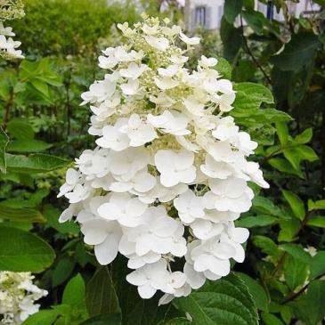 Гортензия метельчатая ЮНИК / Hydrangea paniculata Unique фото 1
