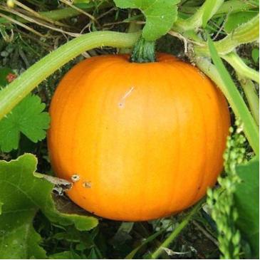 Тыква Мелонова жулта, 20 г фото 1