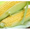 Кукурудза Айова F1,  100 нас.