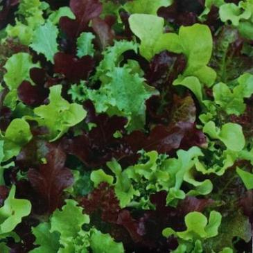 Салат Бебі мікс, 5 г фото 1