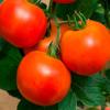 Томат Фландрія,  0, 1 г