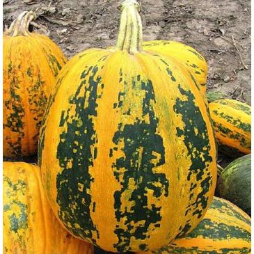 Тыква Мозолиевский, 12 сем. фото 1