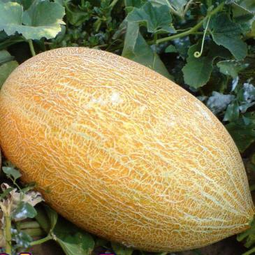 Дыня Фортуна, 2 г фото 1