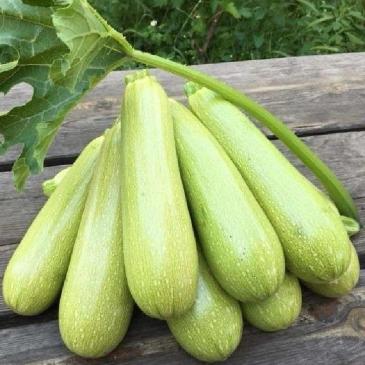 Кабачок Дуня F1, 10 сем. фото 1