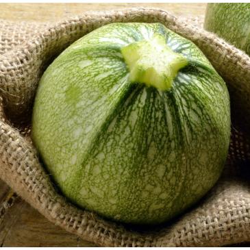 Кабачок-цуккини Тондо Чиаро ди Ницца. 10 сем. фото 1