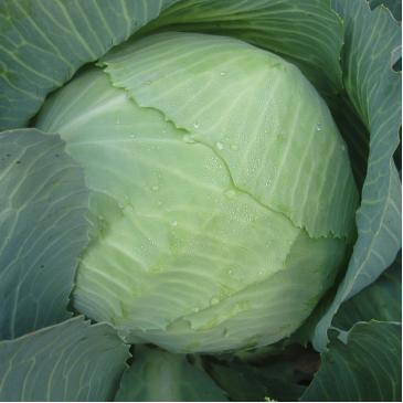 Капуста Ладора, 1 г фото 1