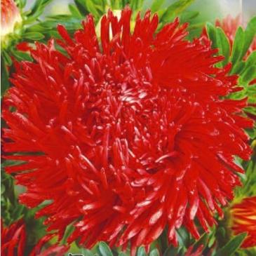 Айстра крален Гала червона, 10 нас. фото 1