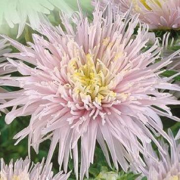 Айстра китайська Стар рожева, 0,1 г фото 1