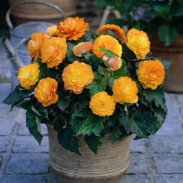 Бегония Нон Стоп F1 абрикосовая, 5 сем. фото 1