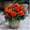 Бегония Нон Стоп F1 оранжевая,  5 сем.
