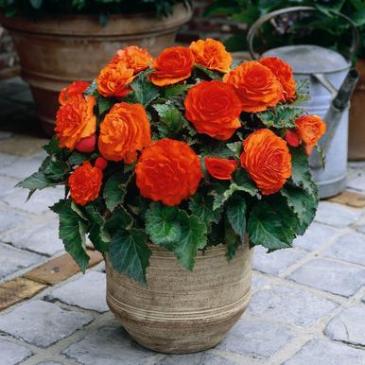 Бегония Нон Стоп F1 оранжевая, 5 сем. фото 1
