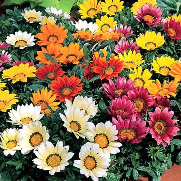 Газанія Саншайн, суміш, 0,1 г фото 1