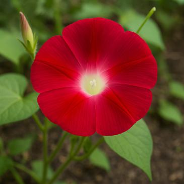 Іпомея Скарлет О'Хара, червона, 0,3 г фото 1