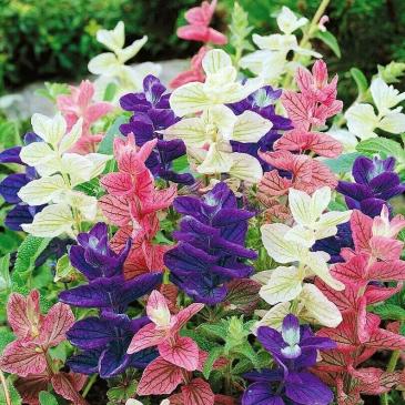 Шалфей Волшебный, смесь, 0,2 г фото 1