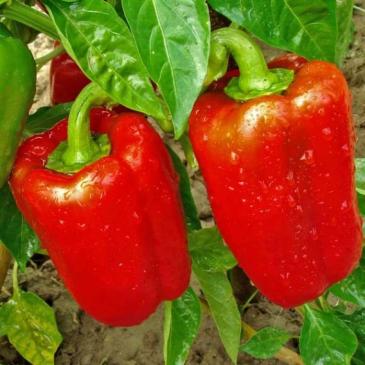 Перец Паланская Бабура, 0,2 г фото 1