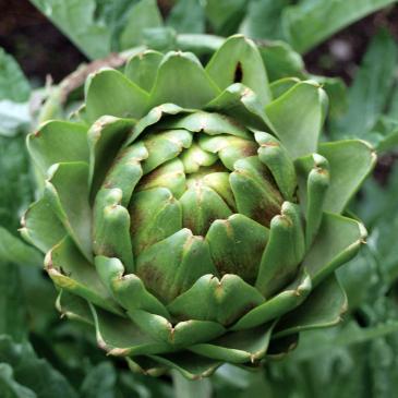 Артишокзеленый, 10 сем. фото 1