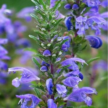 Змееголовник молдавский, 0,25 г фото 1