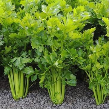 Сельдерей Листовой, 0,5 г фото 1
