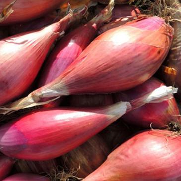 Лук Фирензе, 1 г фото 1