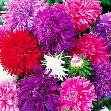 Айстра китайська Страусине перо, суміш, 0,2 г фото 1