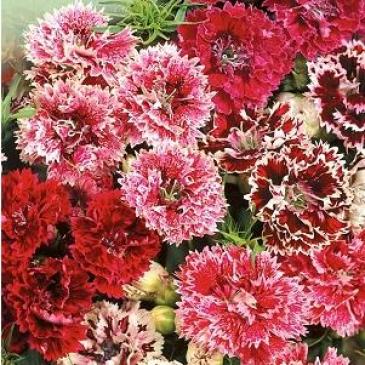 Гвоздика Китайская махровая, смесь, 0,2 г фото 1