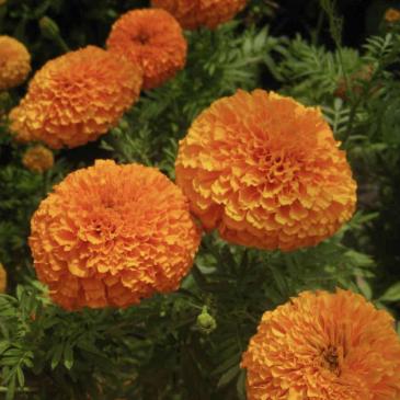 Бархатцы прямостойные Купид оранжевые, 0,1 г фото 1
