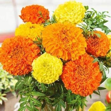 Бархатцы прямостойные Купид смесь, 0,1 г фото 1