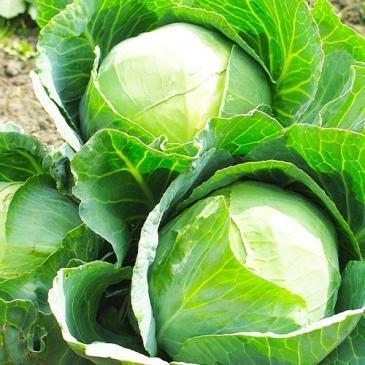 Капуста Агрессор F1, 50 сем. фото 1