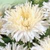 Айстра голчаста Стар,  біла,  0, 2 г