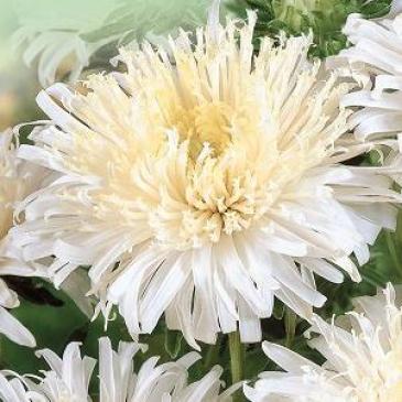 Айстра китайська Стар біла, 0,2 г фото 1