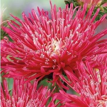 Айстра китайська Стар кармінна, 0,2 г фото 1