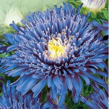 Айстра китайська Стар синя, 0,2 г фото 1