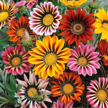 Газанія Стар, суміш, 0,1 г фото 1