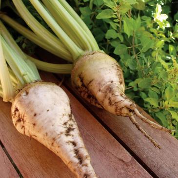 Свекла Сахарная, 10 г фото 1