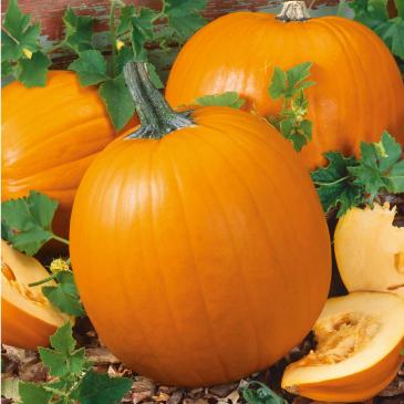 Тыква Болгарка, 20 г фото 1