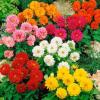 Георгина Гарден Прайд,  смесь,  10 сем.