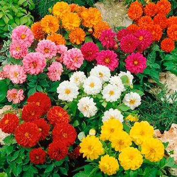 Жоржина Гарден Прайд, суміш, 10 нас. фото 1